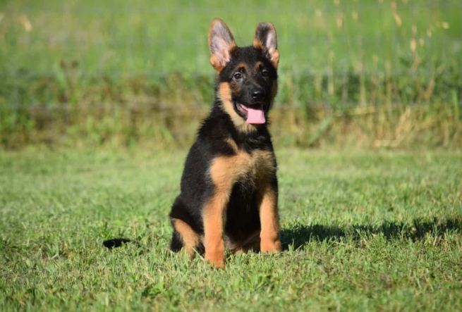 german puppies for sale