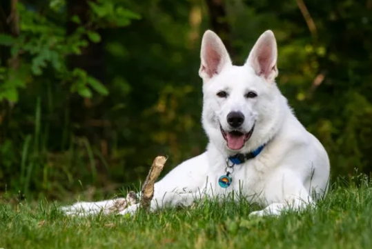 white german shepherd puppies for sale near me