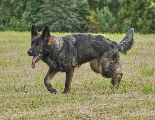 blue german shepherd