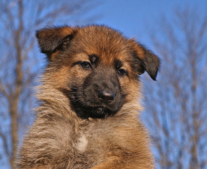 sable german shepherd puppies