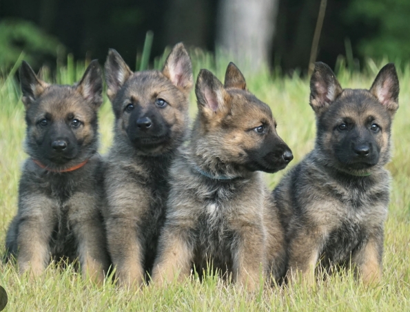 $500 german shepherd puppies