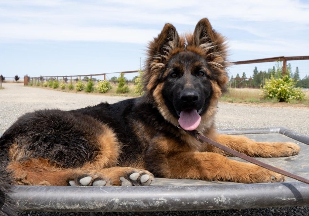 long haired german shepherd