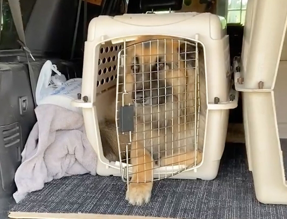 german shepherd crate