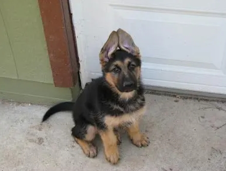 akc german shepherd puppies