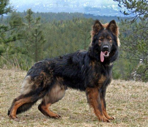 black long haired german shepherd