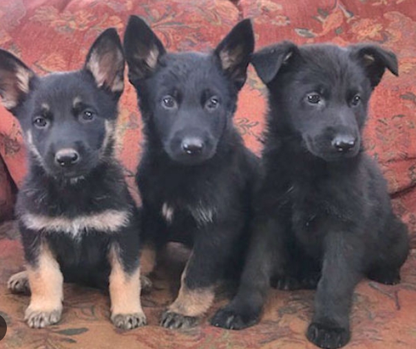 black german shepherd puppies for sale