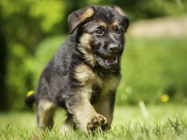 $200 german shepherd puppies near me