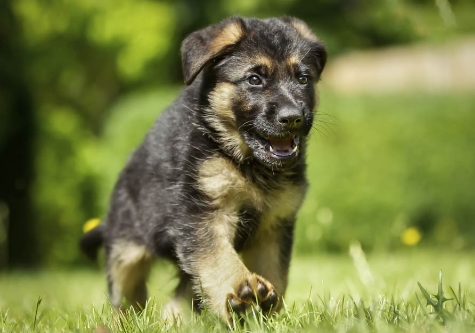 german shepherd puppies for sale