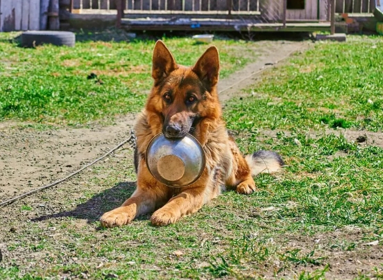 german shepherd feeding guide