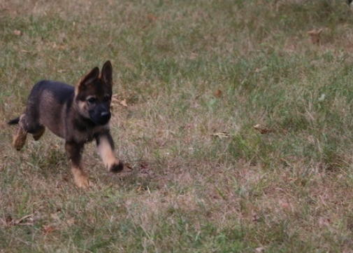 sable german shepherd breeders