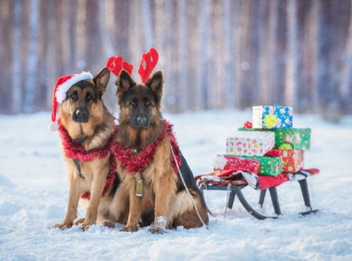 german shepherd christmas