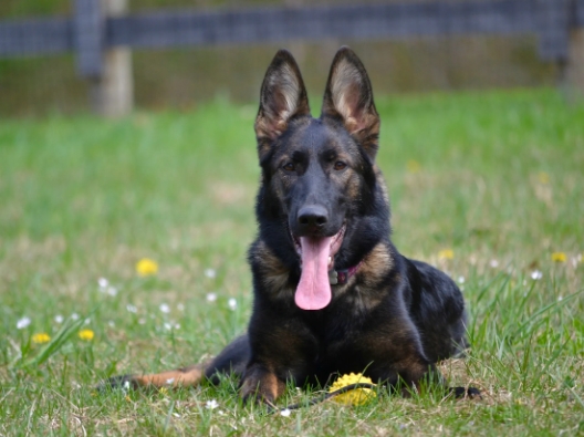 czech working line german shepherd