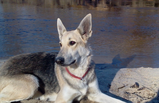 silver german shepherd puppies