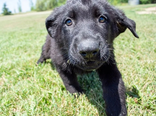 short haired german shepherd puppies for sale