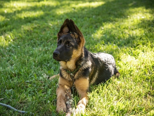 gsd puppies for adoption