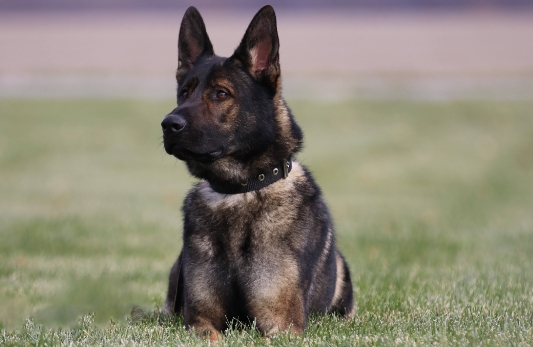 german shepherd guard dog