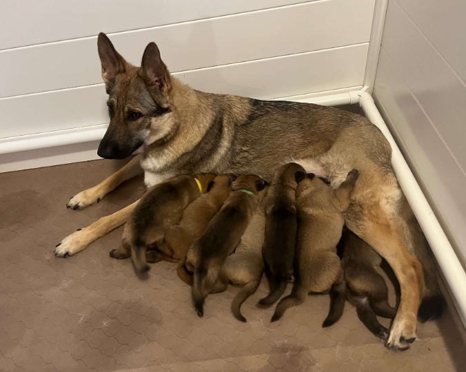 akc german shepherd puppies for sale