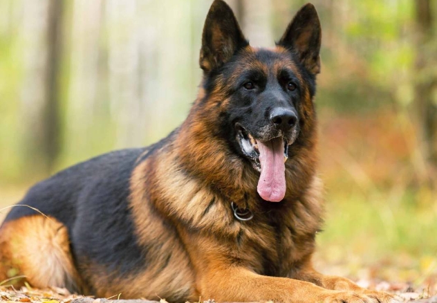 top german shepherd breeders