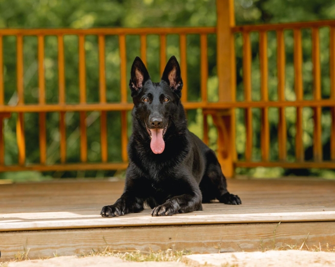 german shepherd protection dogs for sale