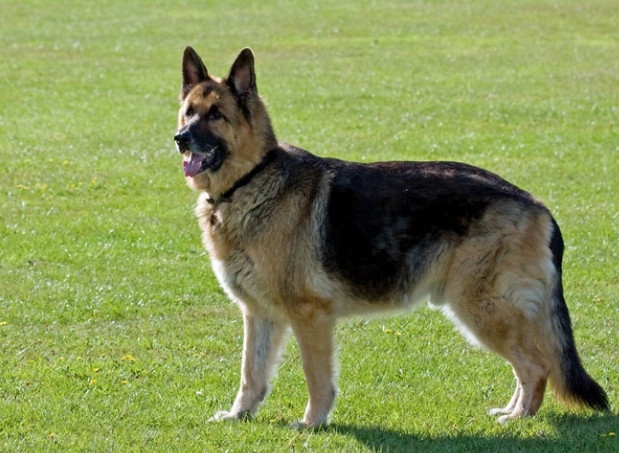 working line german shepherd