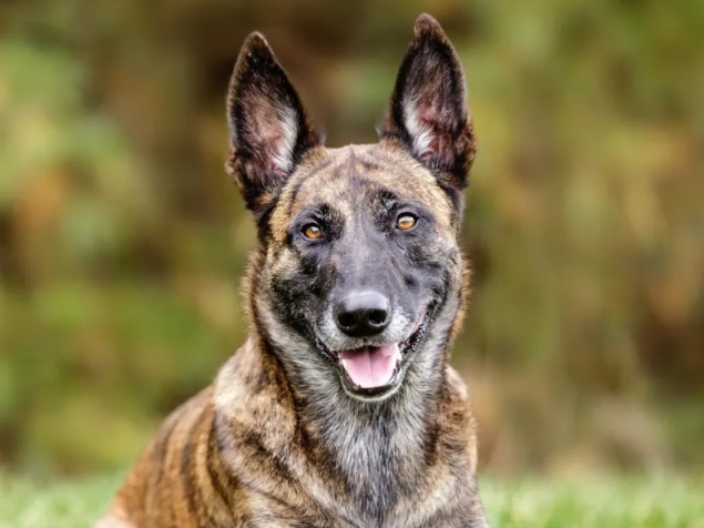 shepherd dog