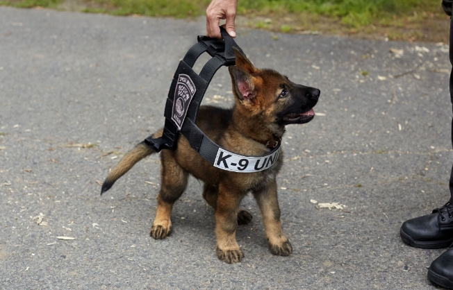 trained german shepherd puppies