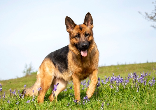 german shepherd allergies