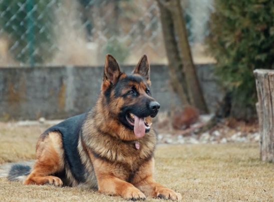 german shepherd service dog