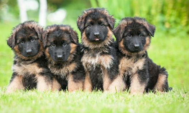 shepherd puppies for sale