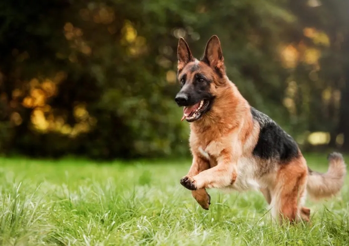 german shepherd trainer