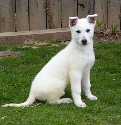 white german shepherd puppies for sale