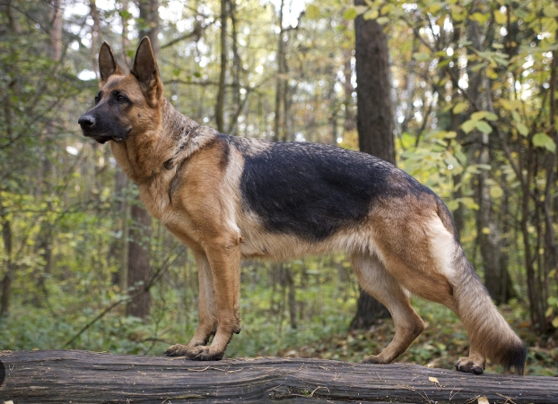 purebred german shepherd puppies