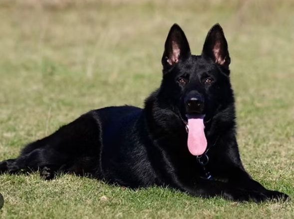 black german shepherd puppies for sale near me