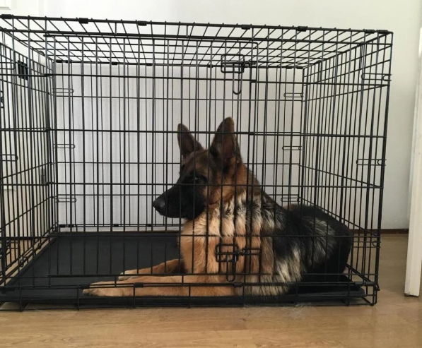 free german shepherd puppies