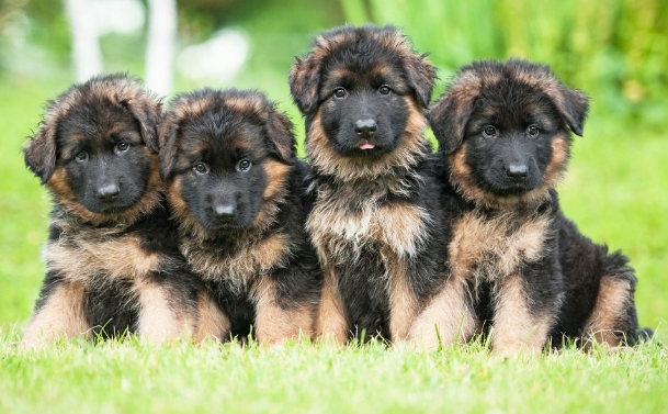 german shepherd puppies for adoption near me