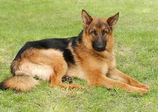 short haired german shepherd for sale