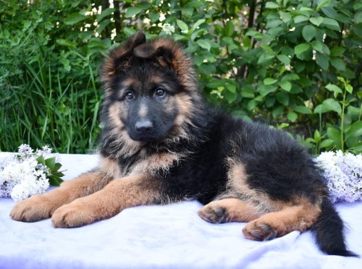 long haired german shepherd puppies for sale