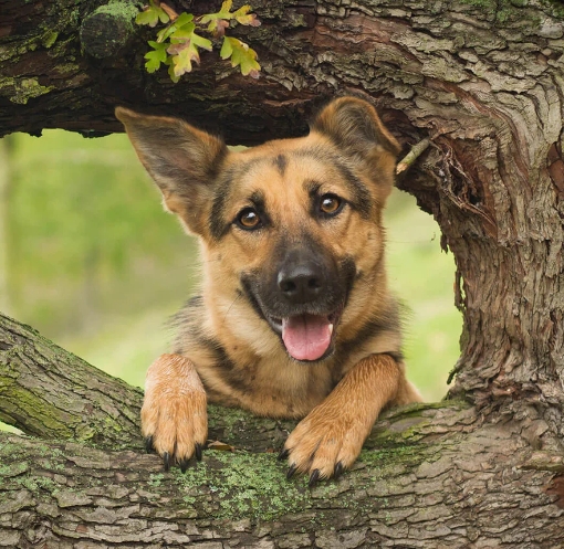 german shepherd puppies