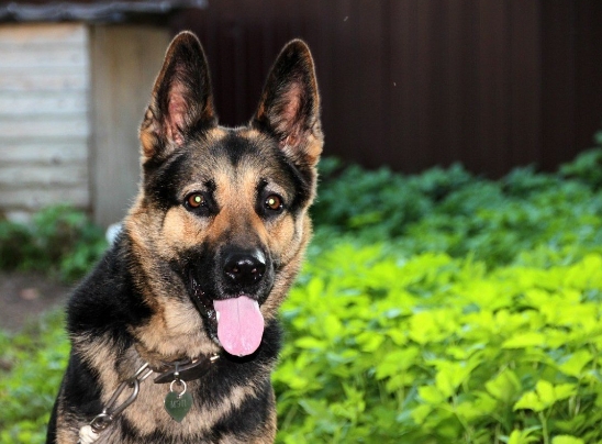 short haired german shepherd