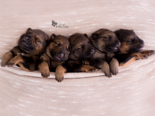 alsatian puppies