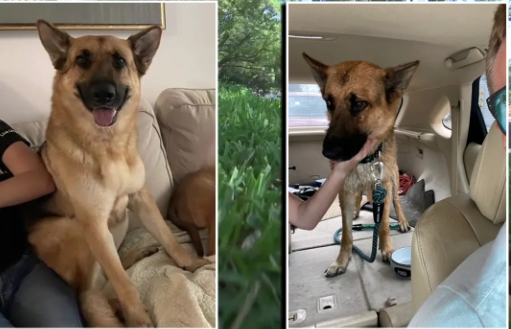 missing german shepherd near me