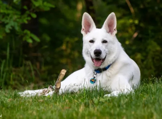 white german shepherd puppies for adoption