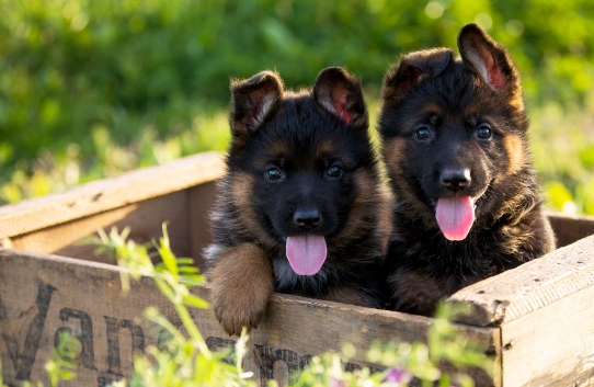 red and black german shepherd puppies for sale