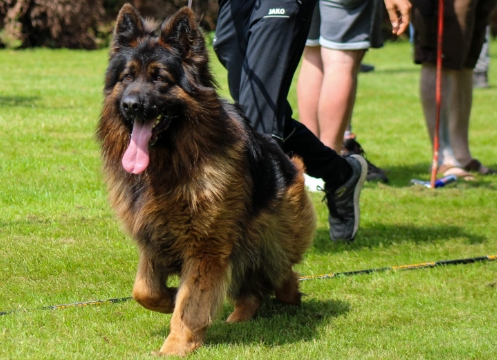 long coat german shepherd