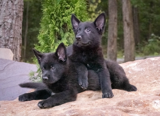 black gsd puppies for sale