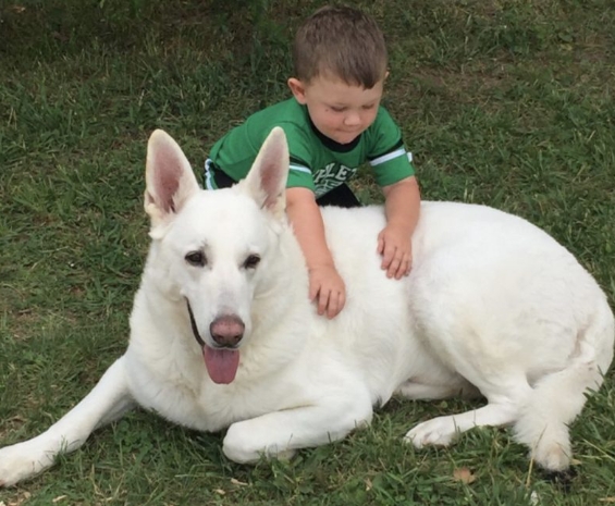 white shepherd puppies