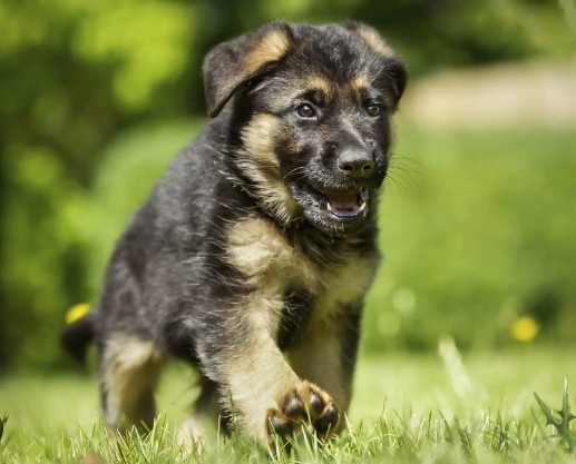 german shepherd dog price