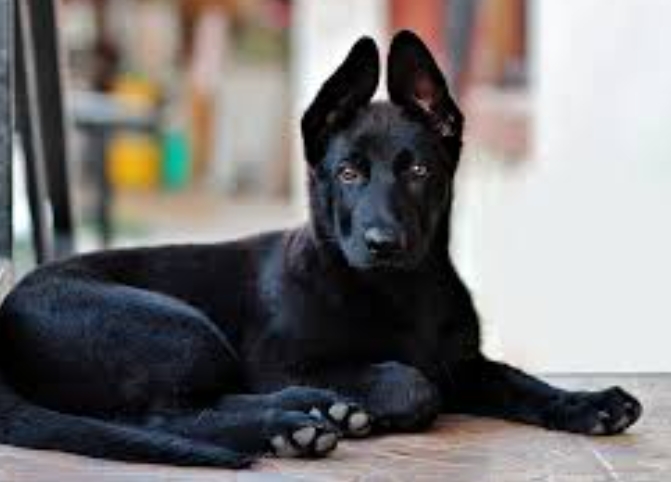 all black german shepherd puppy