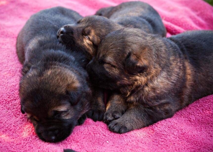 sable german shepherd puppies for sale near me