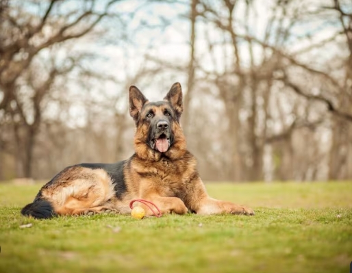 german shepherd adult